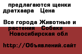 предлагаются щенки дратхаара › Цена ­ 20 000 - Все города Животные и растения » Собаки   . Новосибирская обл.